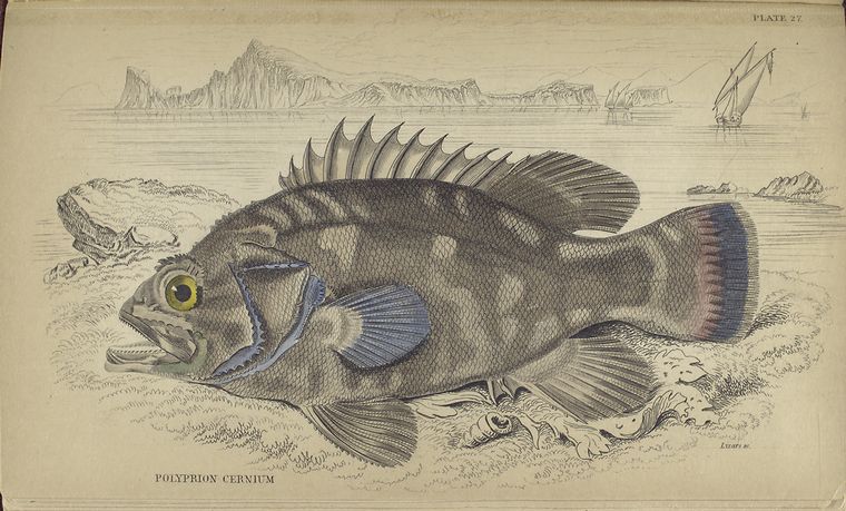Polyprion cernium - From The New York Public Library