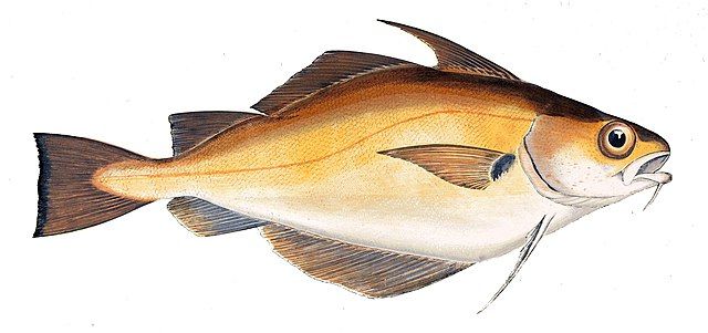 Trisopterus luscus - ancien dessin 1877