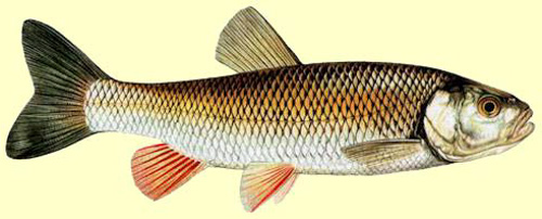 Le Chevesne Squalius Cephalus Poisson De Rivi re Le Chevesne Squalius Cephalus Poisson De Rivi re