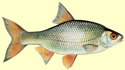 Le gardon poisson de nos cours d’eau