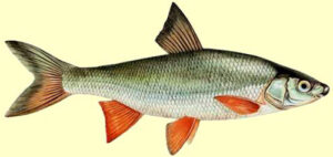 Le hotu un poisson mal aimé