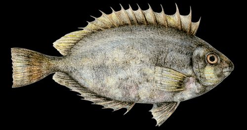 Le poisson-Lapin (Siganus rivulatus, Siganus luridus)