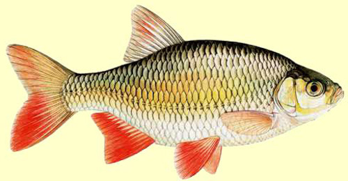 Le rotengle (Scardinius erythrophthalmus)