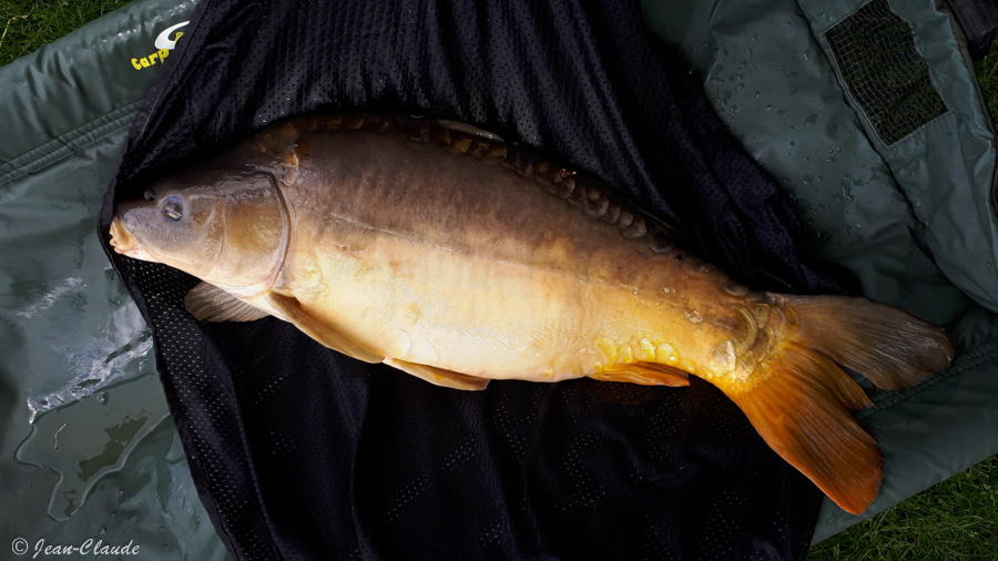 Carpe de 8 kg prise au lancer