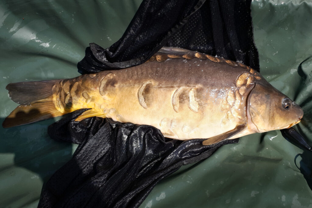 Carpe Commune Cyprinus Spp Biologie P che Et Vari t s Carpe Commune Cyprinus Spp Biologie P che Et Vari t s