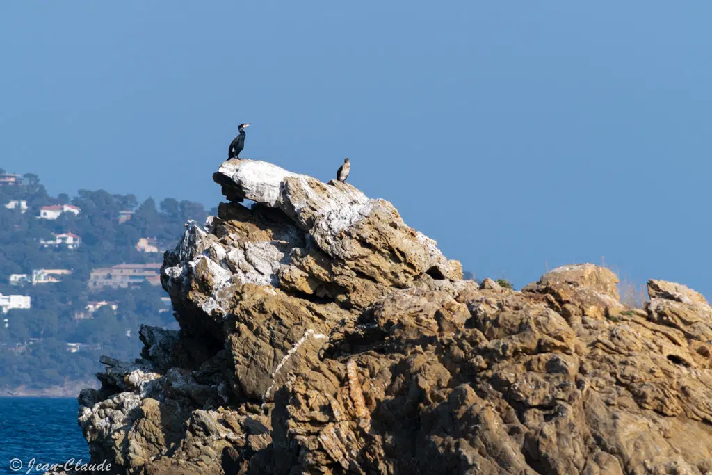 Cormorans sur la pointe de la baleine, Le lavandou