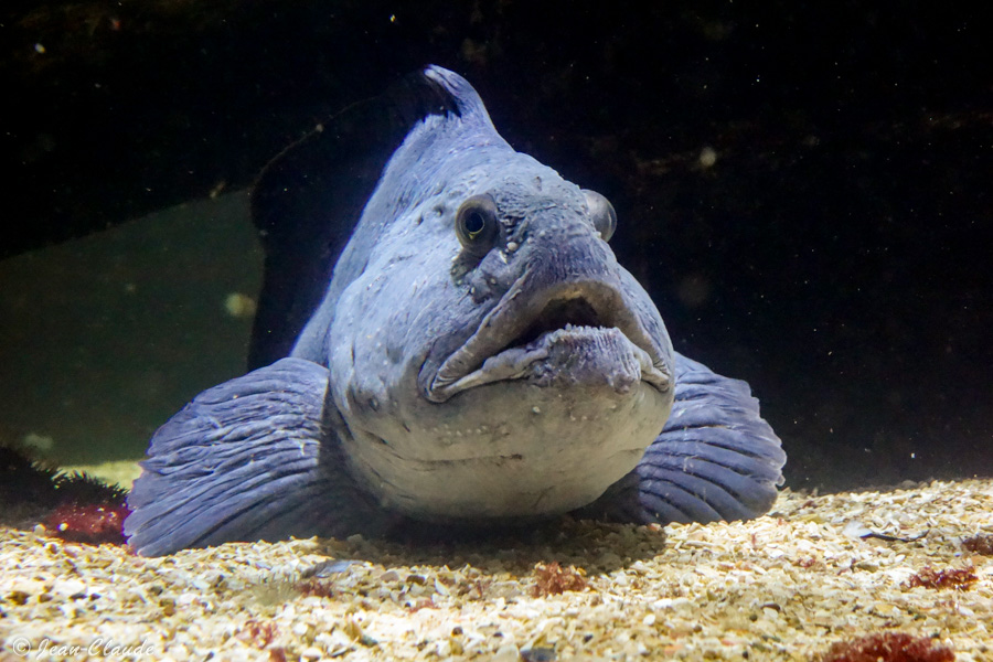 Loup de mer (Anarhichadidae)