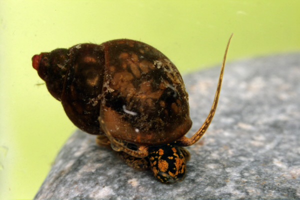 Bithynia tentaculata - Alexander Mrkvicka, CC BY-SA 3.0, via Wikimedia Commons