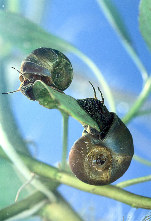 L'escargot corne de bélier, Planorbella trivolvis, est porteur des trématodes Bolbophorus qui infectent le poisson-chat d'élevage. Deux escargots sont ici vus dans leur milieu naturel, sur une végétation aquatique sous l'eau. Photo de Scott Bauer. {{PD-USGov-USDA-ARS}