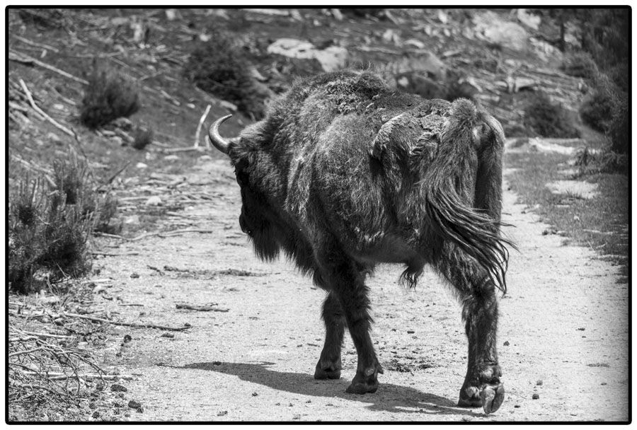 Un bison sur le chemin