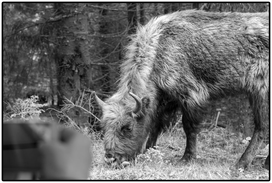Photo d'un bison de la calèche