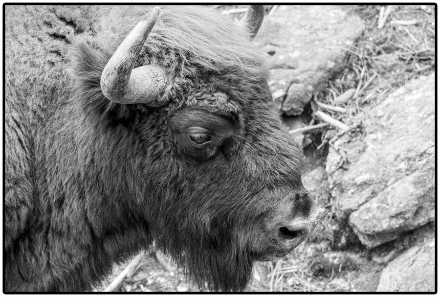Gros plan du bison