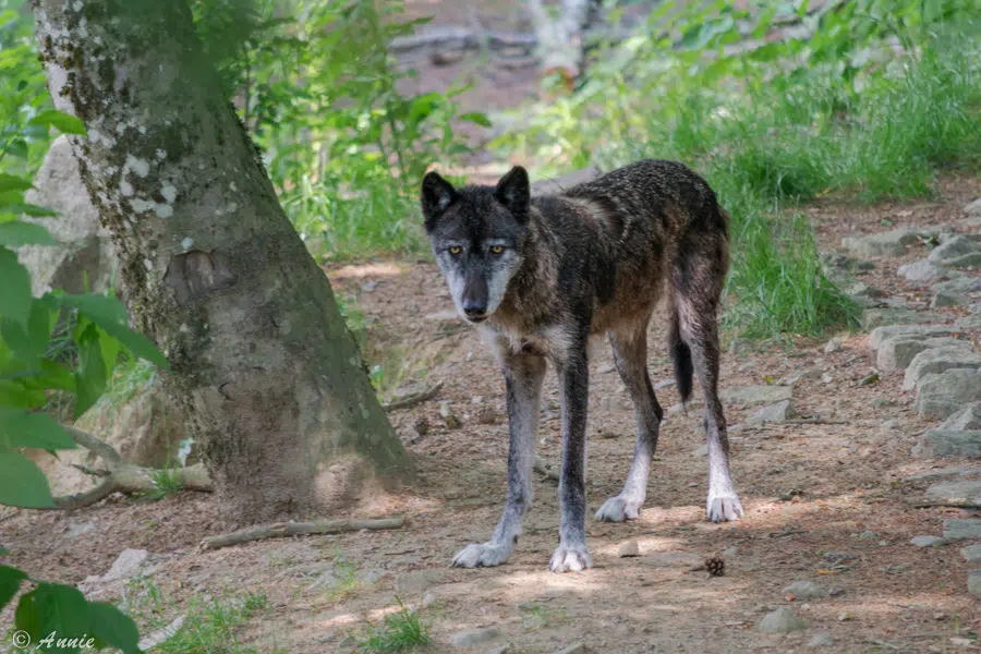 Loup du Canada