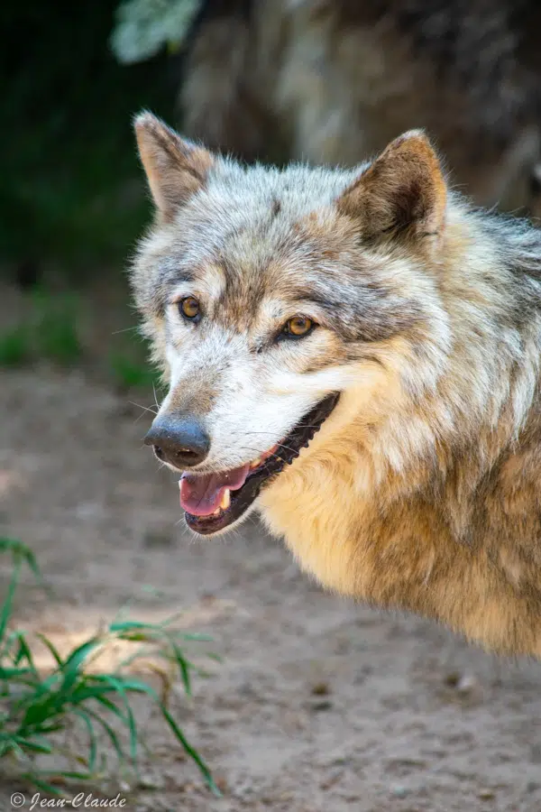 Loup de Pologne