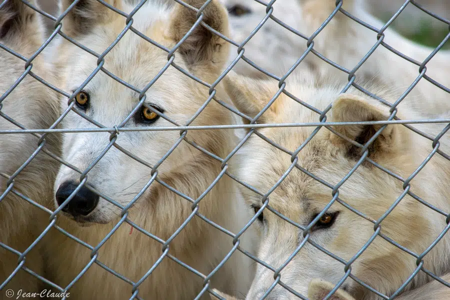 Loups du Canada