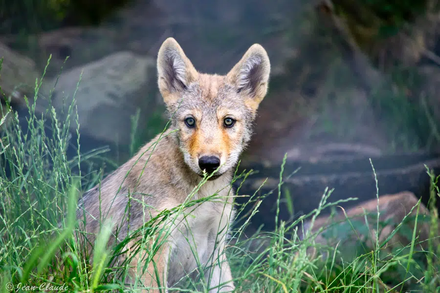 Jeune loup