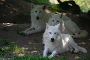Loups arctiques