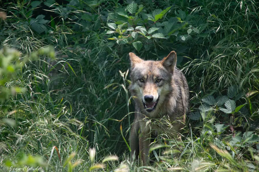 Loup de Sibérie