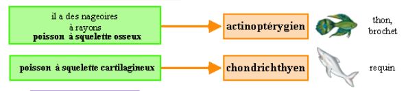 actinoptérygiens et -chondrichtyens ?