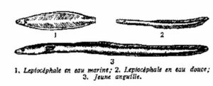 Schéma d'évolution de l'anguille - Copie le Chasseur Français 1951