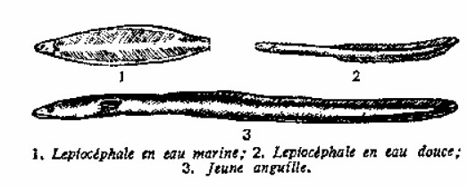 Schéma d'évolution de l'anguille - Copie le Chasseur Français 1951