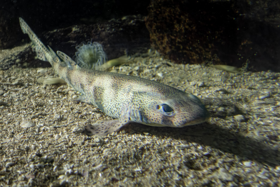 La Petite roussette à l'aquarium de Trégastel.