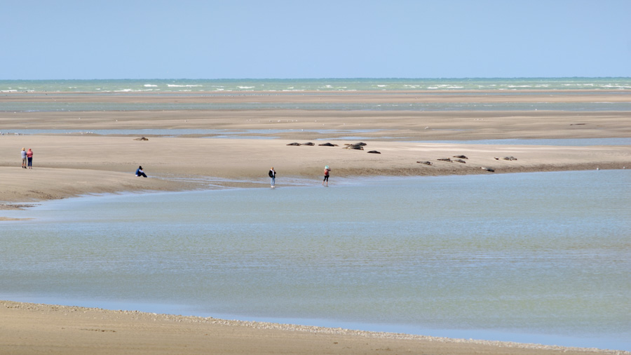 Les phoques et les visiteurs à la baie de Somme