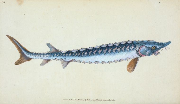 Common Sturgeon, Acipenser Sturio - https://digitalcollections.nypl.org/