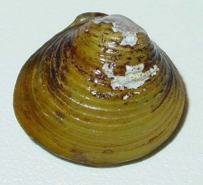 Corbicula fluminea -USGS, Public domain, via Wikimedia Commons