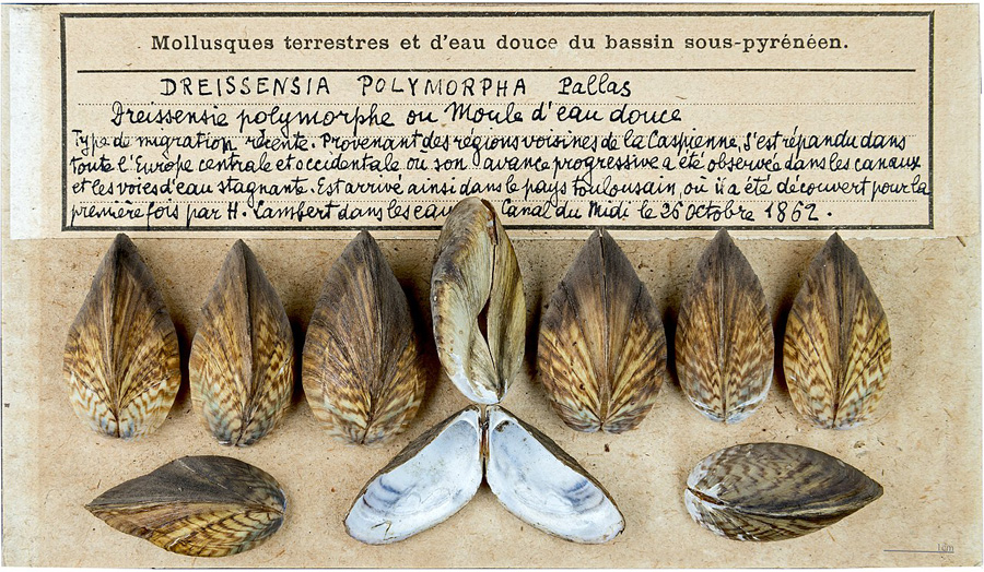 Dreissena polymorpha - Muséum de Toulouse, CC BY-SA 4.0 , via Wikimedia Commons