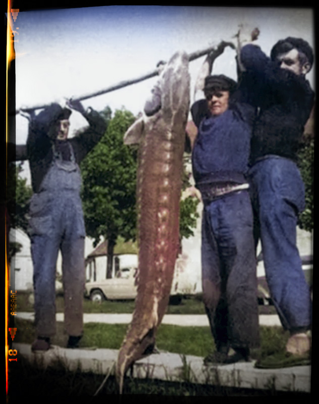 Pêche de l'esturgeon dans les années 50-60 . Image YouTube
