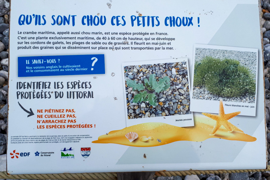 Panneau descriptif du choux de mer