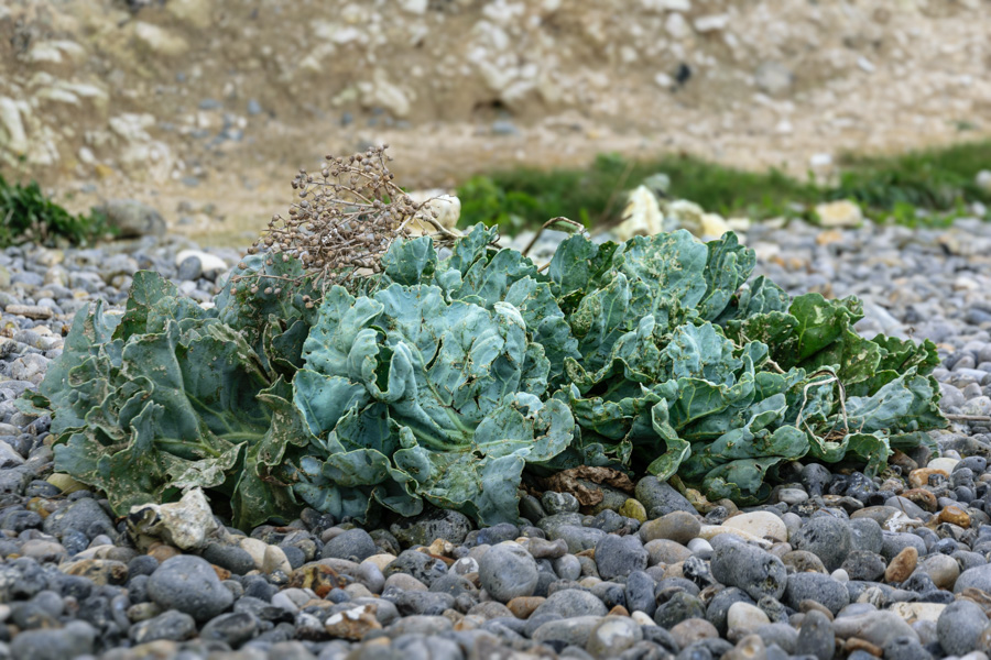 Le Chou marin | Crambe maritima