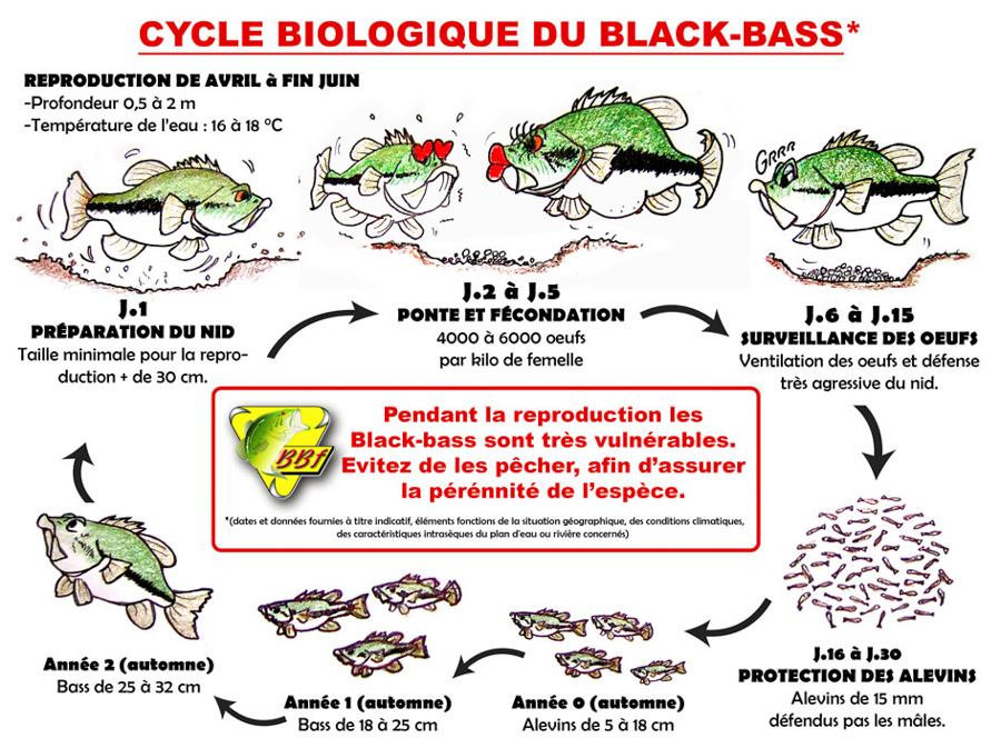 Cycle biologique du blackbass (www.blackbassfrance.org)