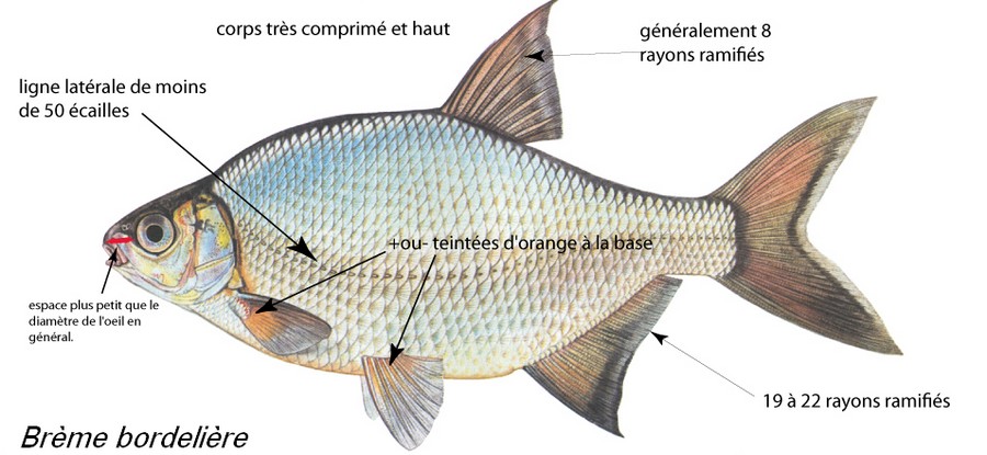 Les caractéristiques de la brème bordelière - source www.sioux-fishing.fr