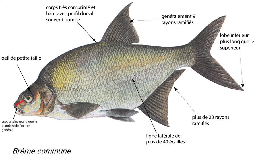 Les caractéristiques de la brème commune - source www.sioux-fishing.fr