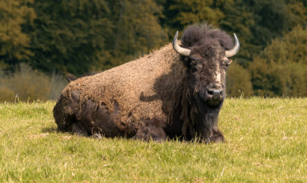 Photographie d’un bison au repos pris à bord d’un camion militaire en marche dans le parc canadien Rêve de bisons en Seine-Maritime.