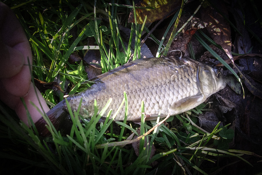 Pêche au vif en séton sur le flanc