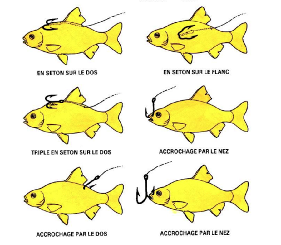 Ferrage d'un vif en ferrage retardé