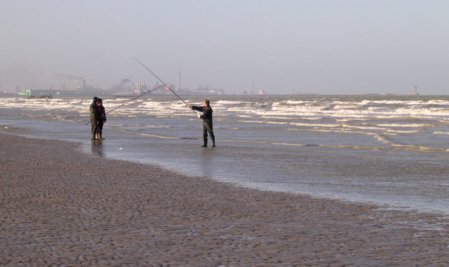 Petite vive au surfcasting