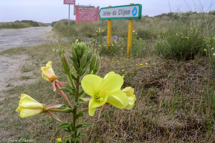 Vers la Jetée du Clipon