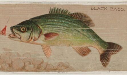 blackbass fish