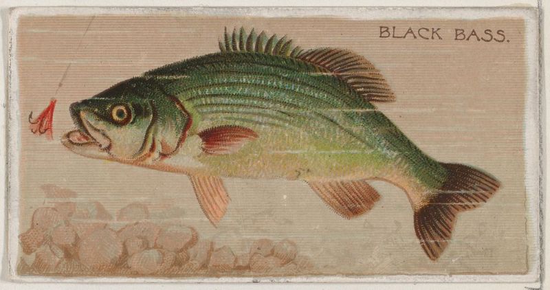 blackbass fish
