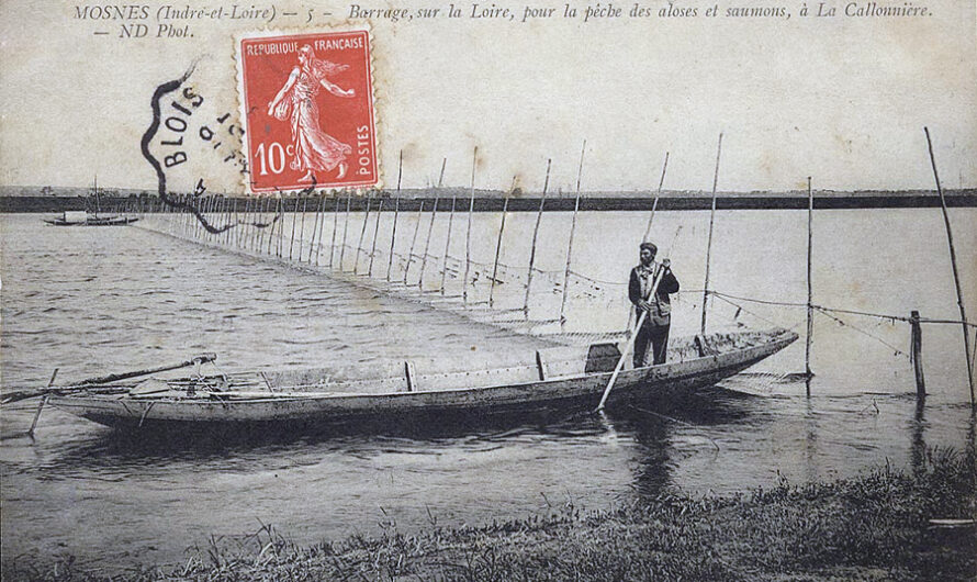 🟣 Alose migratrice : récit halieutique de 1950