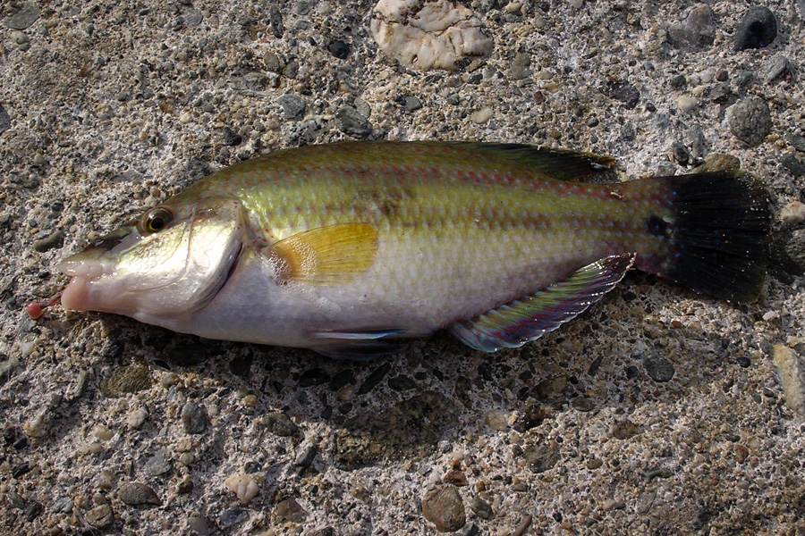 Poisson pris à la bombette