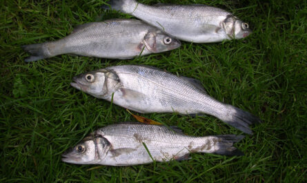 Petits bars capturés au surfcasting
