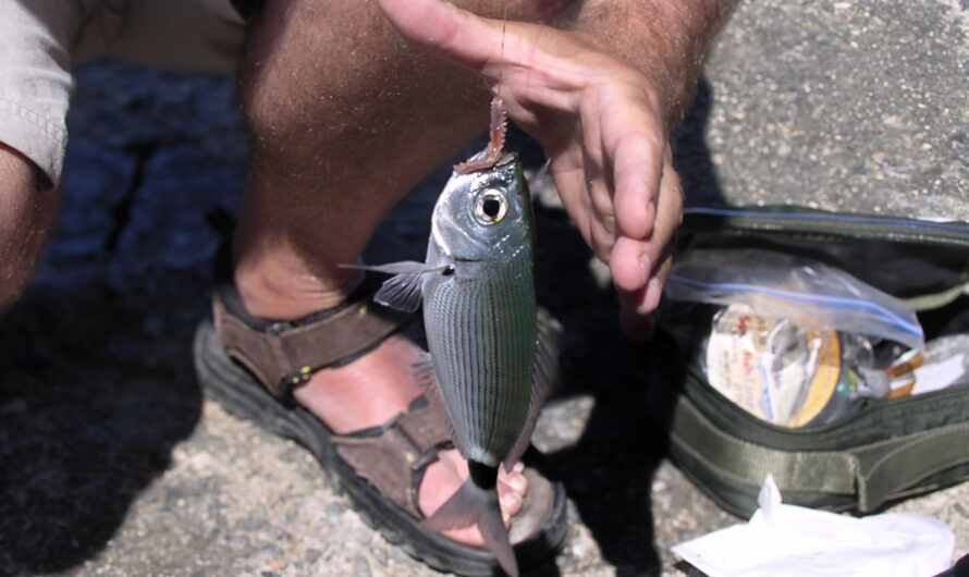 Ma pêche : Pêche à la bombette en Méditerranée