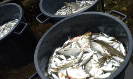 Bassine de gardons et de rotengles
