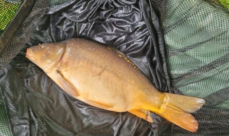 Carpe 4kg
