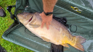 Carpe 14,5kg